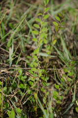 Phyllanthus maderaspatensis