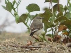 Muscigralla brevicauda