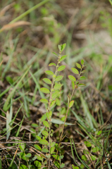 Phyllanthus maderaspatensis