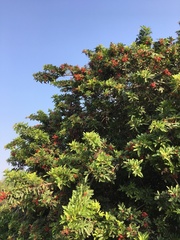 Schinus terebinthifolia