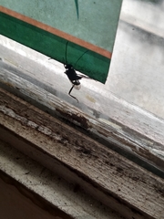 Evania appendigaster