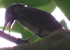 Bolemoreus frenatus