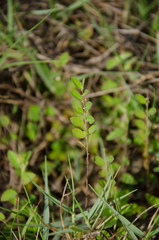 Phyllanthus maderaspatensis