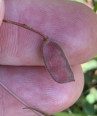 Chamaecrista kunthiana