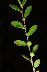 Phyllanthus maderaspatensis