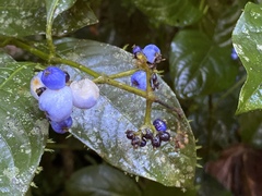 Palicourea brachiata