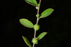 Phyllanthus maderaspatensis