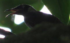 Bolemoreus frenatus