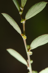Phyllanthus maderaspatensis