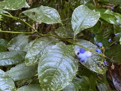 Palicourea brachiata