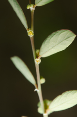Phyllanthus maderaspatensis