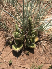Crassula capitella nodulosa