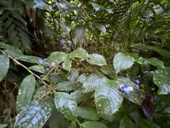 Palicourea brachiata