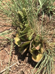 Crassula capitella nodulosa
