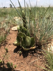Crassula capitella nodulosa