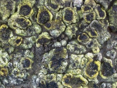Acarospora schleicheri