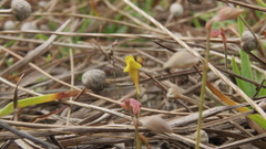 Utricularia bifida