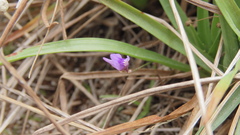 Utricularia caerulea