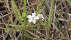 Drosera finlaysoniana