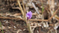 Utricularia caerulea