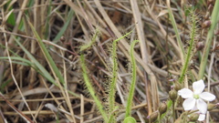 Drosera finlaysoniana