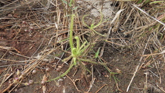 Drosera finlaysoniana