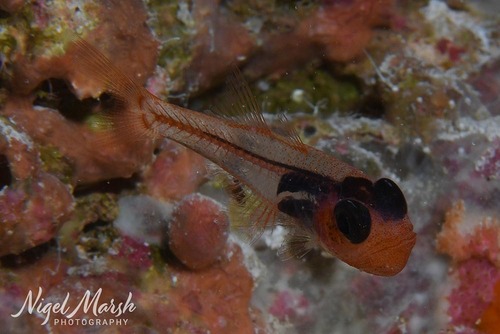 Glassy cardinalfish (Cercamia eremia) — Apogonidae