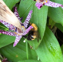 Bombus diversus