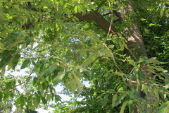 Quercus castaneifolia