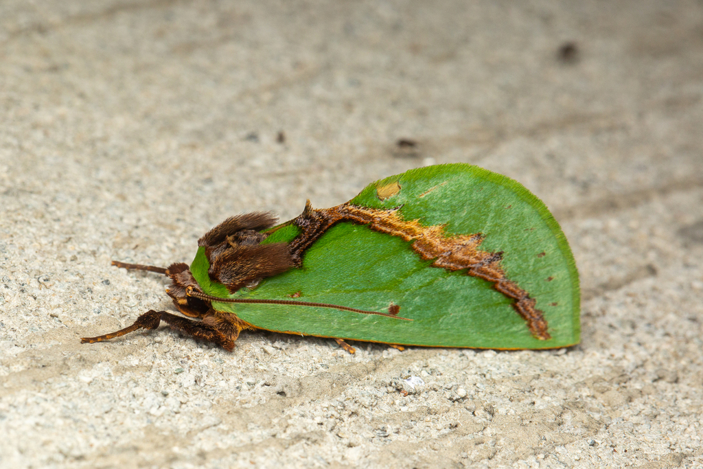 Platychasmatinae