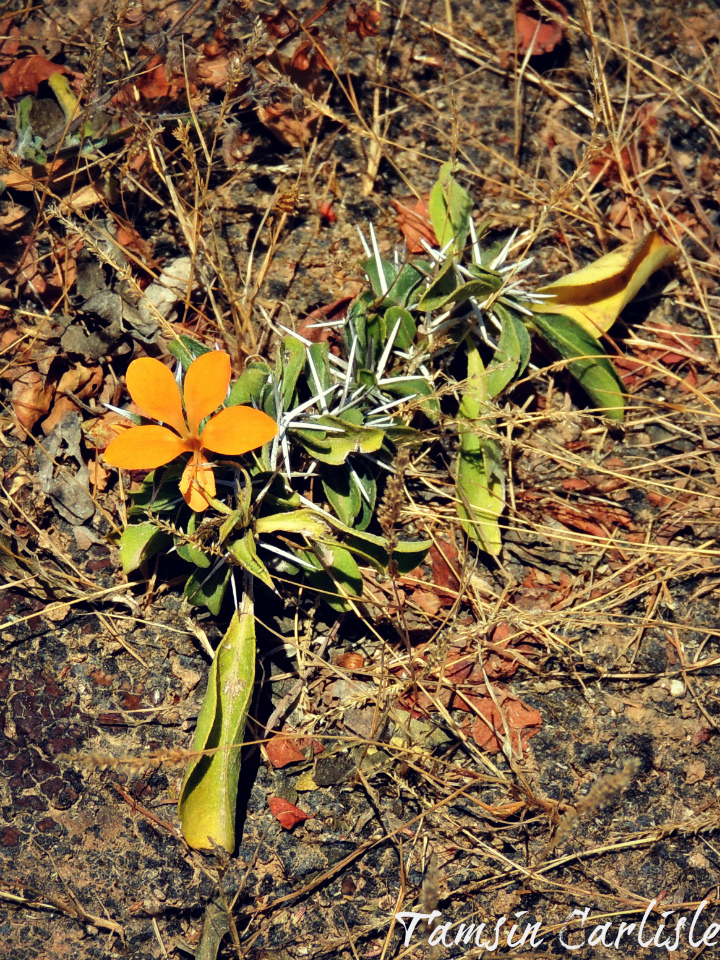 Barleria proxima