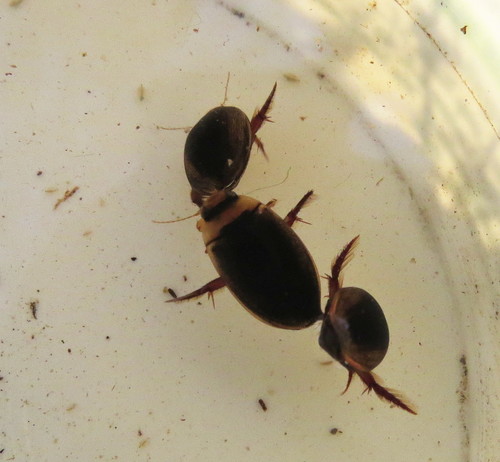 Hydaticus leander