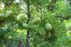 Cephalotaxus