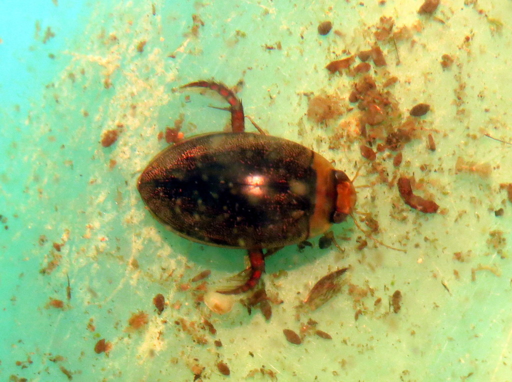 Hydaticus leander