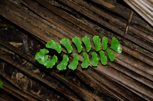 Adiantum lunulatum image