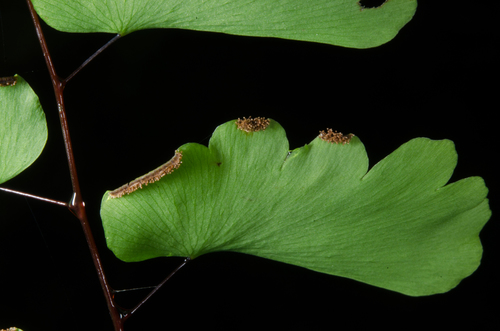 Adiantum lunulatum image