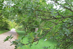 Fraxinus xanthoxyloides