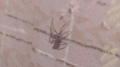 Schorssteatoda, Дніпро́, photo 10 of 10