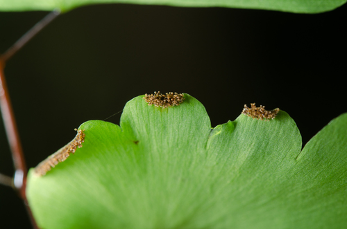 Adiantum lunulatum image