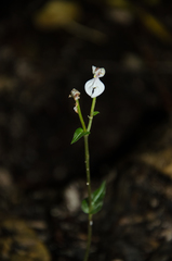 Disperis tripetaloides image