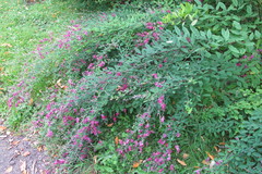 Lespedeza thunbergii