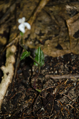 Disperis tripetaloides image