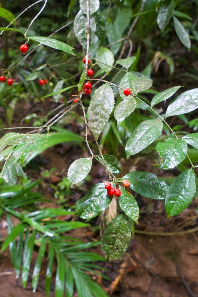 Malpighia romeroana