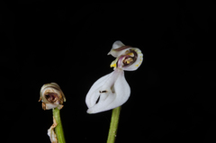 Disperis tripetaloides image