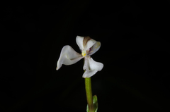 Disperis tripetaloides image