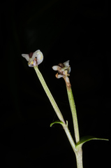 Disperis tripetaloides image