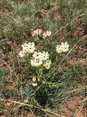Pachycarpus schinzianus