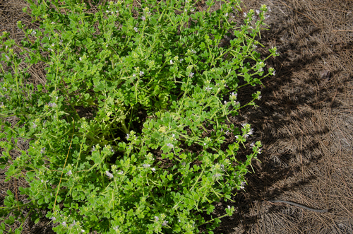 Sieruela strigosa image