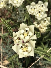 Pachycarpus schinzianus