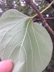 Aristolochia tomentosa